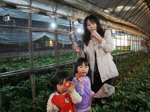 naitosutoroberi- 014.jpg